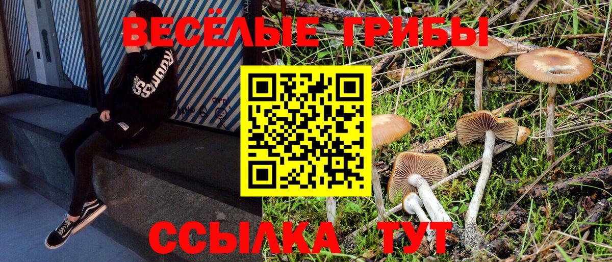 Псилоцибиновые грибы Psilocybe  Вход с VPN  где купить наркоту  Псилоцибиновые грибы Psilocybe  Балтийск 